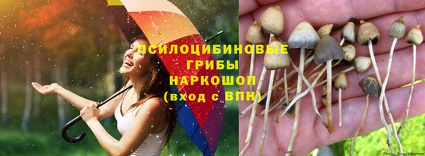 прущие грибы Белокуриха
